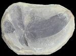 Fossil Neuropteris Seed Fern Leaf (Pos/Neg) - Mazon Creek #72355-1